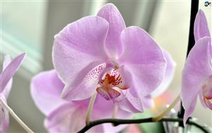 Orchids