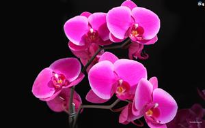 Orchids