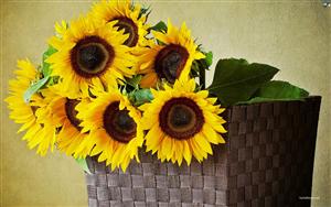 Sunflowers