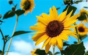 Sunflowers