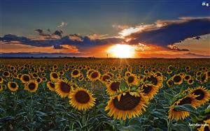 Sunflowers