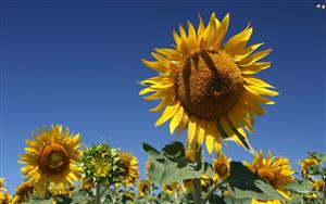 A bunch of bright, yellow sunflowers to lift up your spirits