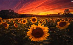 A beautiful view of a sunflower field during sunset