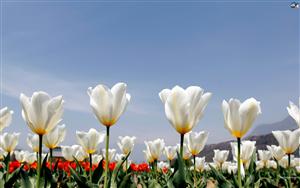 Tulips