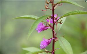 Wildflowers