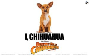 Beverly Hills Chihuahua