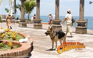 Beverly Hills Chihuahua