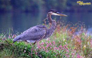 Birds and Animals