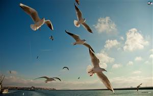 Sea Gulls