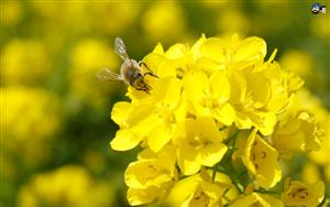 Rape Flower