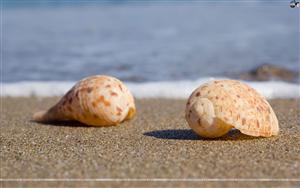 Seashells