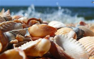 Seashells