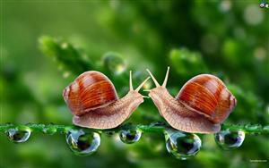 Snails