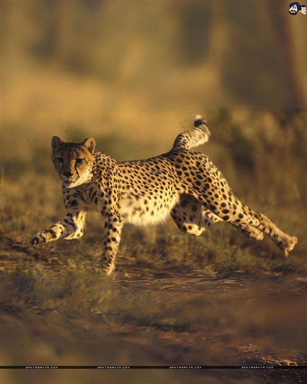 Cheetah