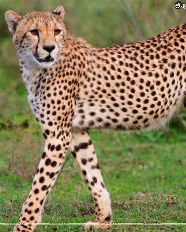 Cheetah