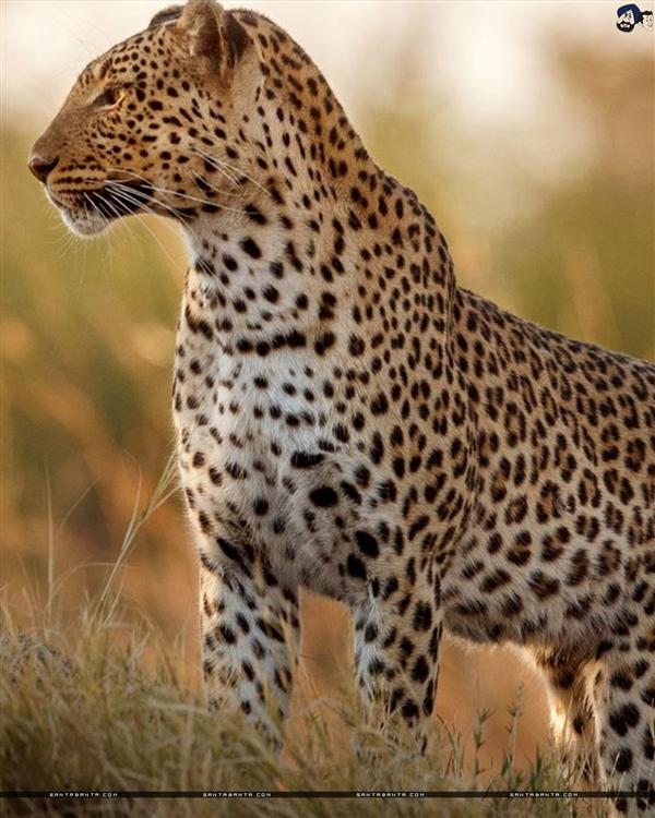 Cheetah