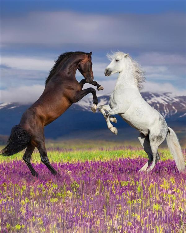 Horses