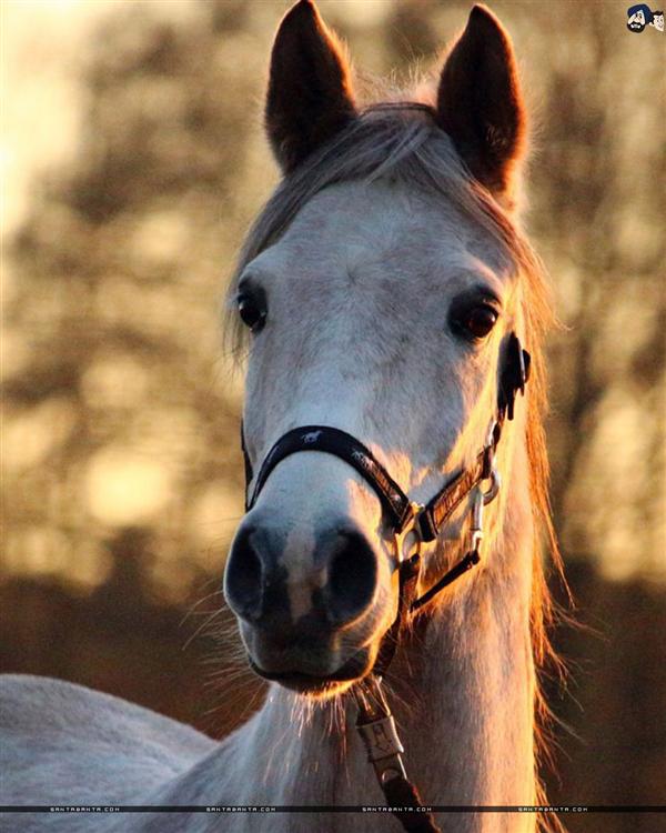 Horses