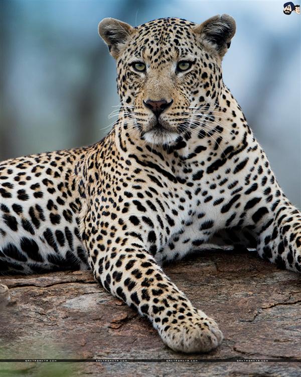 Leopards