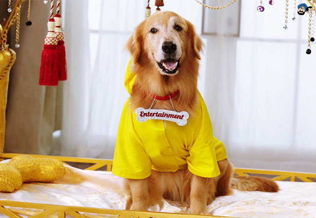 Wealthy Dog