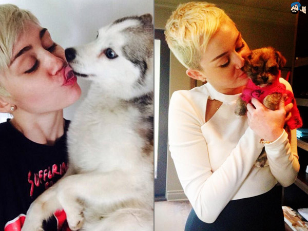 Miley’s Loss!