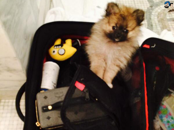 चो स्वीट!