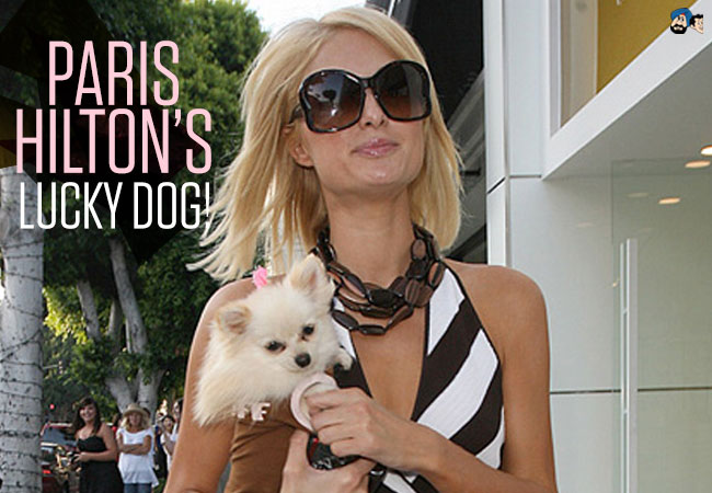 Paris Hilton's Lucky Dog!