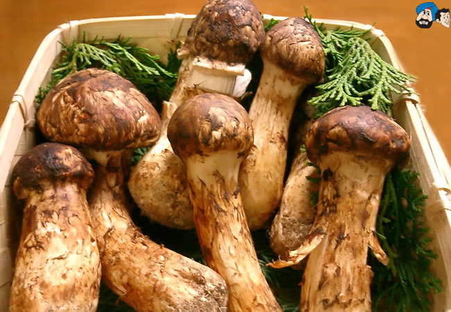 No 10. Mattake or Matsutake Mushrooms - $1,000