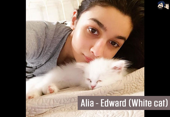 Alia - Edward (White cat)