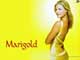 Marigold