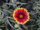 Gazania