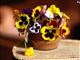 Pansies