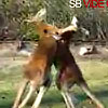 Boxing Kangaroos