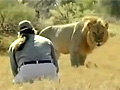 Man vs Lion