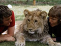 Christian The Lion