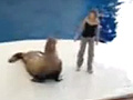 Dancing Seal