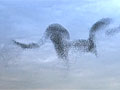 Amazing Swarm of Starling