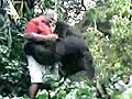 Horny Gorilla