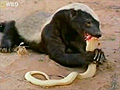 Honey Badger - Most Fearless Animal