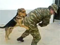 Dog Humps a Soldier