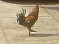 Marching Rooster