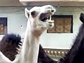 Ticklish Camel