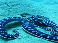 Mimic Octopus