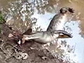 Alligator Eats Electric Eel