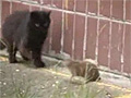 Rat Chases Cats