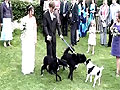 Dog Pees on Bride