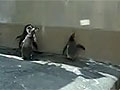 Light chasing Penguins