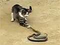 Cat Vs Snake Battle