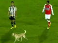 Dog Interrupts Soccer Game