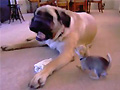 English Mastiff vs Chihuahua